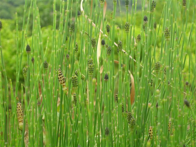 Equisetum telmateja e ramosissimum